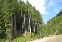 Conifer forests in Romania are naturally at altitudes of 800 to 1400 meters.